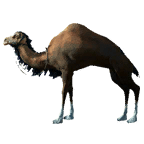 黑色沙漠 深棕色駱駝